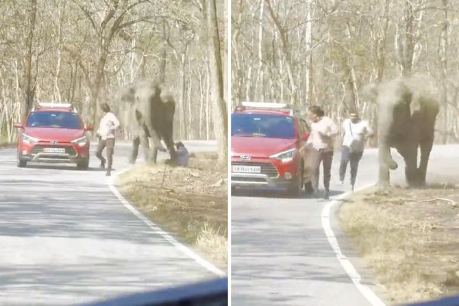 napad slona napad slona