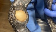 Zmija završila kod veterinara: Pogledajte samo šta je progutala, pojavila se rupa na telu