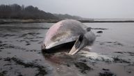 Kit dugačak 17 metara se nasukao na obalu: Neće ga pomerati, a meštani upozoreni na veliku opasnost