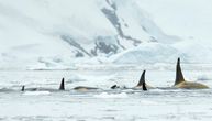 Zastrašujući snimak kitova ubica iz Japana: Najmanje deset orki zarobljeno u pukotini u ledu