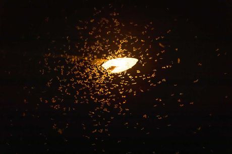 moljci, svetlost