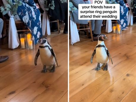 Pingvin na venčanju