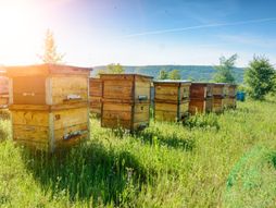 košnice, pčelarstvo
