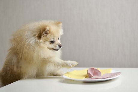 Pas krade hranu