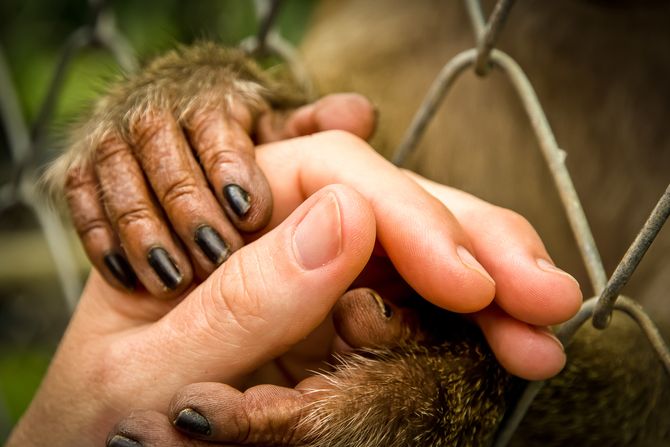 Svetski dan protiv zootanazije