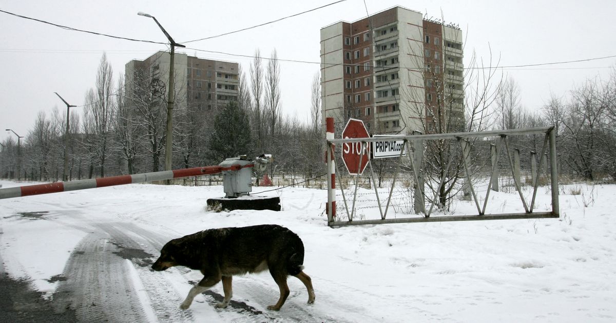 Psi iz Černobilja prolaze kroz neobične genetske promene – naučnici još uvek pokušavaju da otkriju zašto