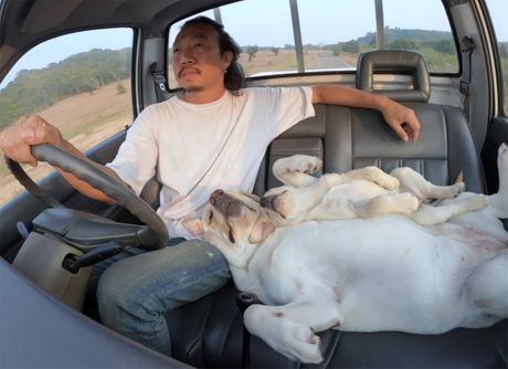 Psi u vožnji