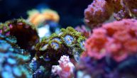 Industrijski zagađivači prvi put pronađeni u mediteranskim koralima