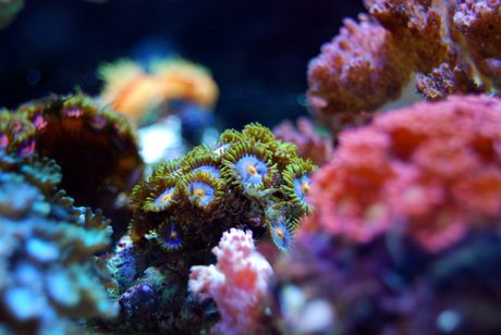 korali