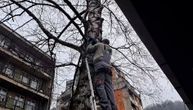 Meštani Majdanpeka se mučili četiri dana da spuste mačku sa drveta: Izgladnela i nepomična bila na izdisaju