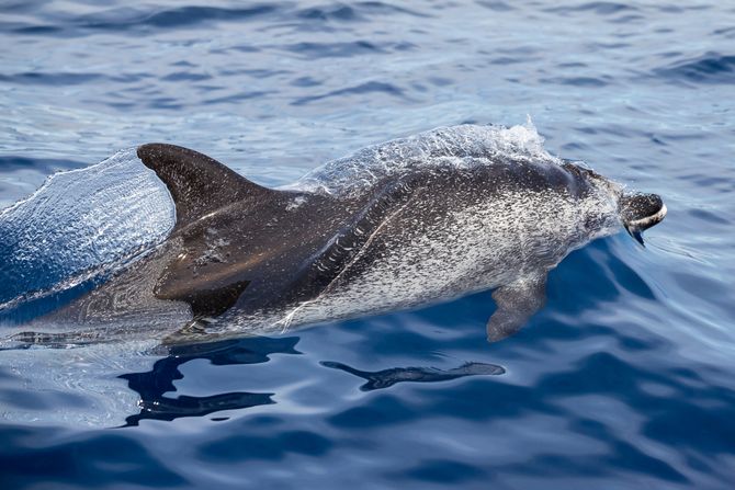 Šareni delfin Šareni delfin