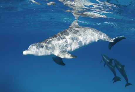 Šareni delfin