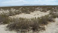 U pustinji Mohave živi jedan od najstarijih organizama na svetu