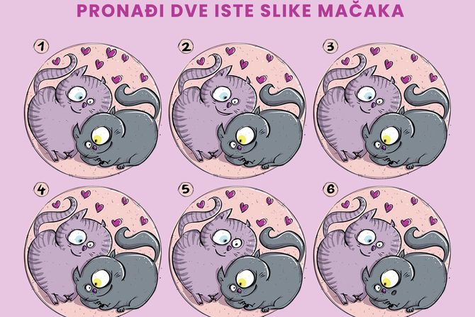 Skrivalica mačke Skrivalica mačke