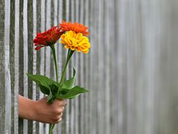 Cvet, Buket cveća, cveće