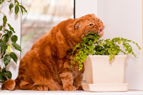 Mačke i sobne biljke