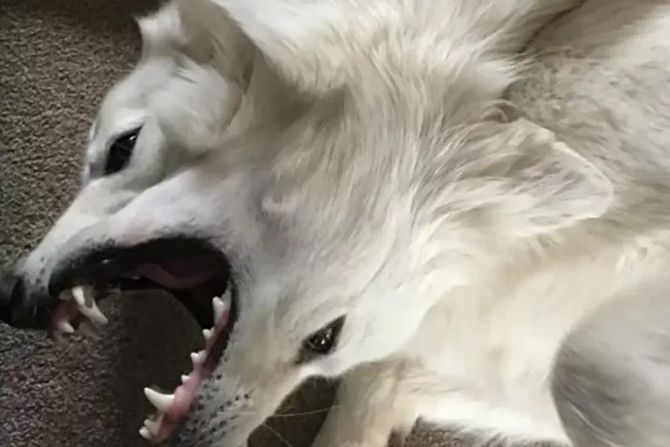 optička iluzija, pas optička iluzija, pas