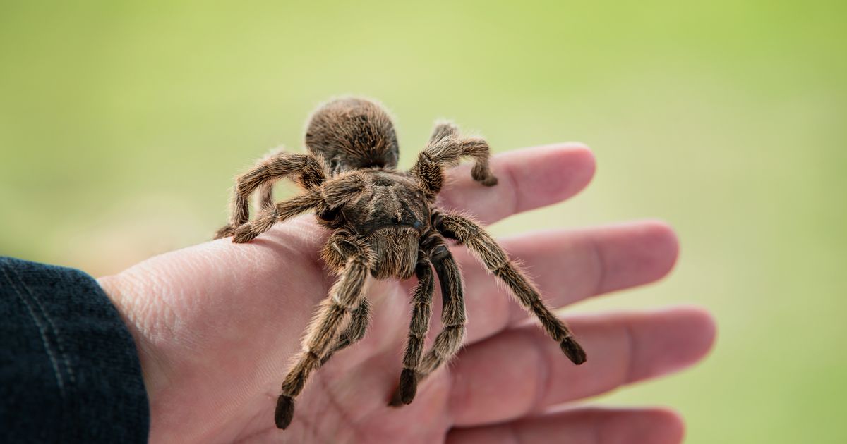 Pilota alergičnog na paukove tokom leta ugriza tarantula: Bizarna situacija na nebu