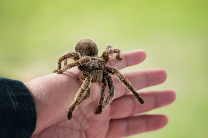 Tarantula