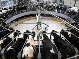 Mlečna industrija, krave