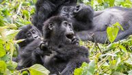 Mlade gorile i šimpanze vole da se zadirkuju: Ljudsko ponašanje primećeno kod 4 vrste majmuna