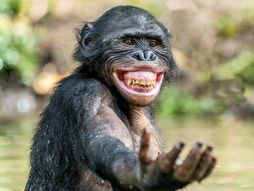 Bonobo majmun