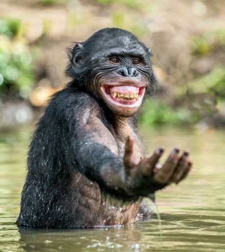 Bonobo majmun