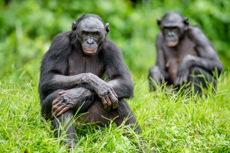 Bonobo Bonobo