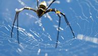 „Mreže ovih paukova su svuda – na dalekovodima, semaforima, pumpama…“ Ogromna životinja kolonizuje i gradove