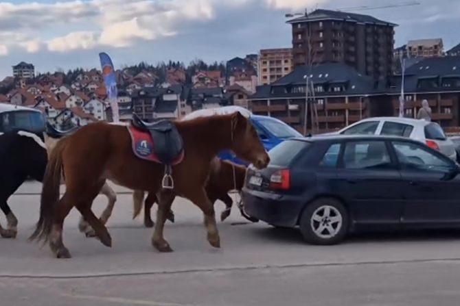 Zlatibor konji automobil