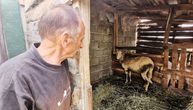Ovo ne pamte ni najstariji meštani: Usred zime zmija otrovnica u srpskom selu ujela i usmrtila ovcu
