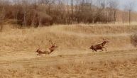 Nestvaran prizor kod Kovina: Krdo jelena slobodno trčkara atarima
