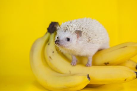 Jež i banane