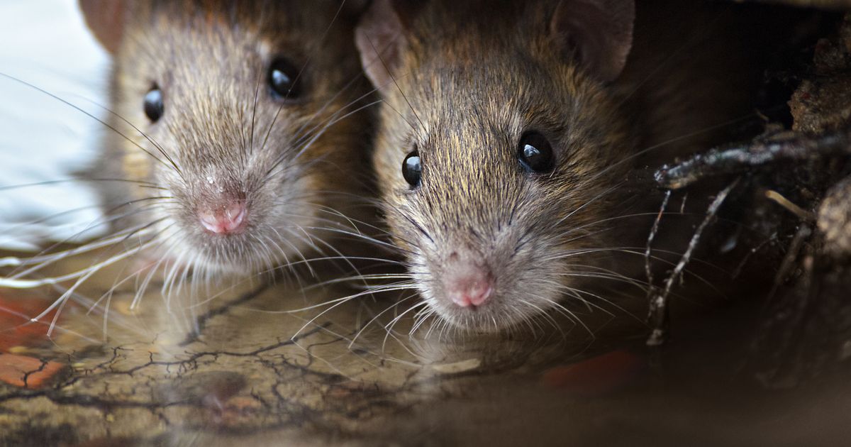 Residents of this city in fear: Rats create a big problem, digging tunnels and entering homes