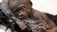 Odbacila ju je majka, a onda i starateljka: Tužna sudbina bebe gorile rođene carskim rezom