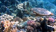 Izbeljivanje korala – četvrta epizoda globalnog masovnog stresa