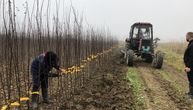Čačanski kraj "lud" za šljivama: Insitut za voćarstvo rasprodao skoro sve sadnice