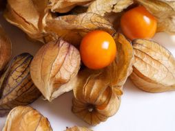 physalis, fizalis, fisalis