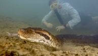 Najveća zmija na svetu ubijena! Jeziva slika iz Amazonije