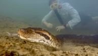 Ovo čudovište je najveća zmija na svetu! Otkrivena nova vrsta džinovske anakonde, naučnici zapanjeni