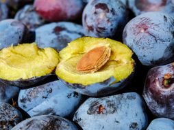 Šljive, plums