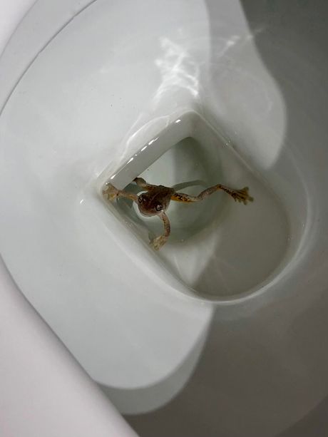 Žaba u toaletu
