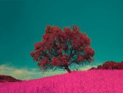 drvo, astrologija, boje, priroda