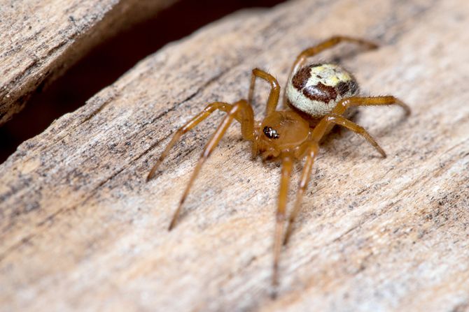 Noble false widow spider