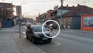 Snimak koji je Kruševljane i šokirao i rastužio: Ovan izleteo na put, isprepadao se, pukom srećom izbegao auto