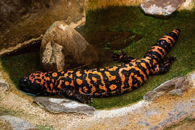 otrovni gušter, gila monster