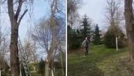 Čovek pao s drveta u Beogradu: Teško je povređen