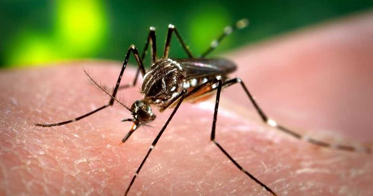 Scientists finally discovered how mosquitoes choose the "victims" they will attack!