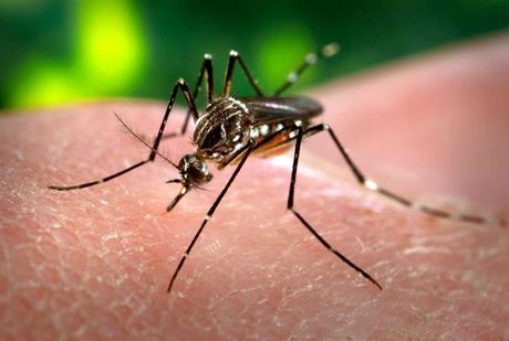 komarac Aedes aegypti denga