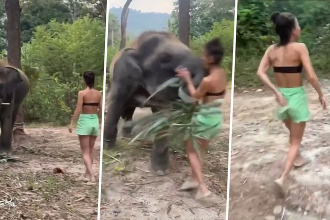 Slon napad Slon napad